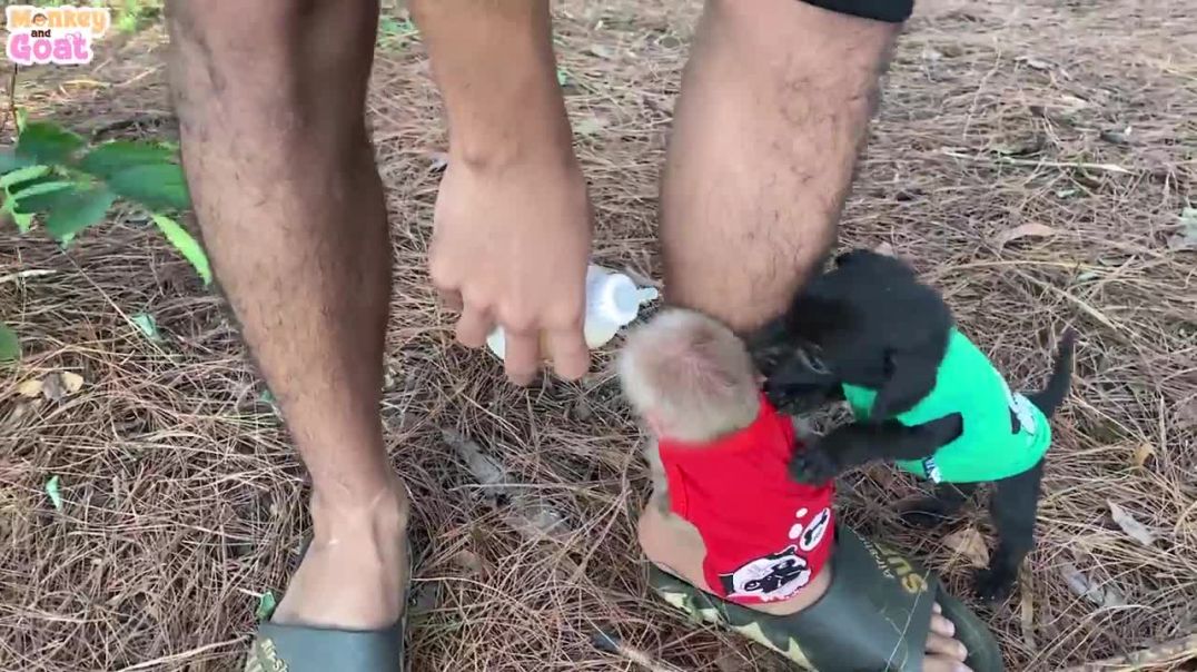 Baby monkey doesnt want to leave dad