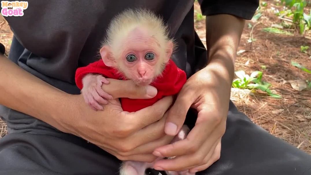 How to lull a baby monkey to sleep