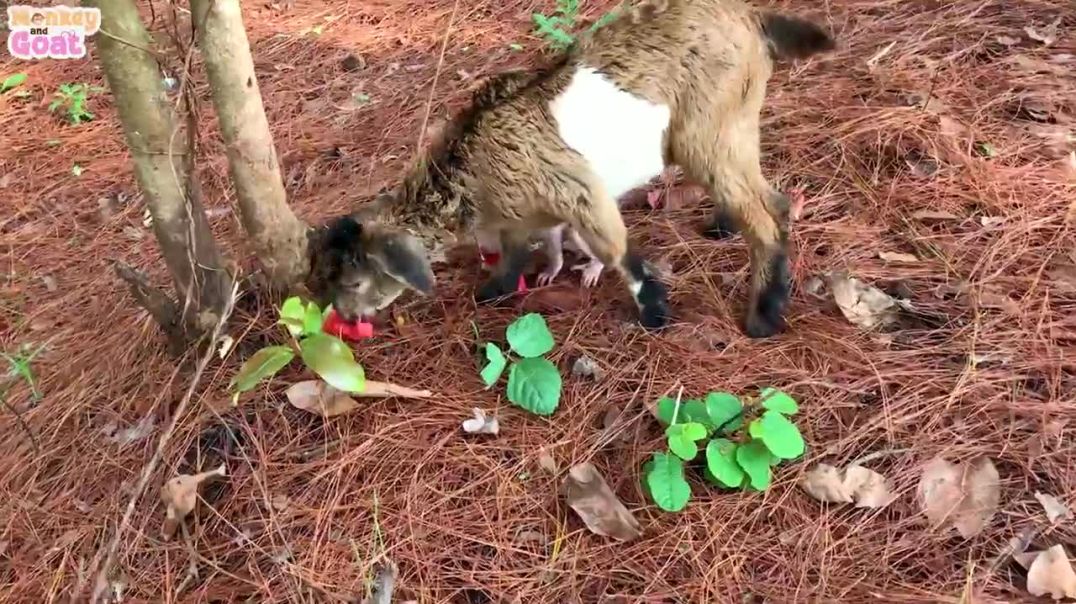Baby monkey want goat takes him to find fruit
