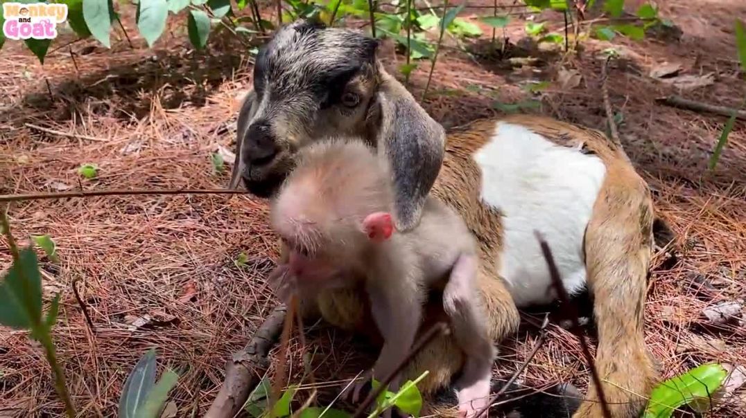 Cute Baby monkey loves Goat