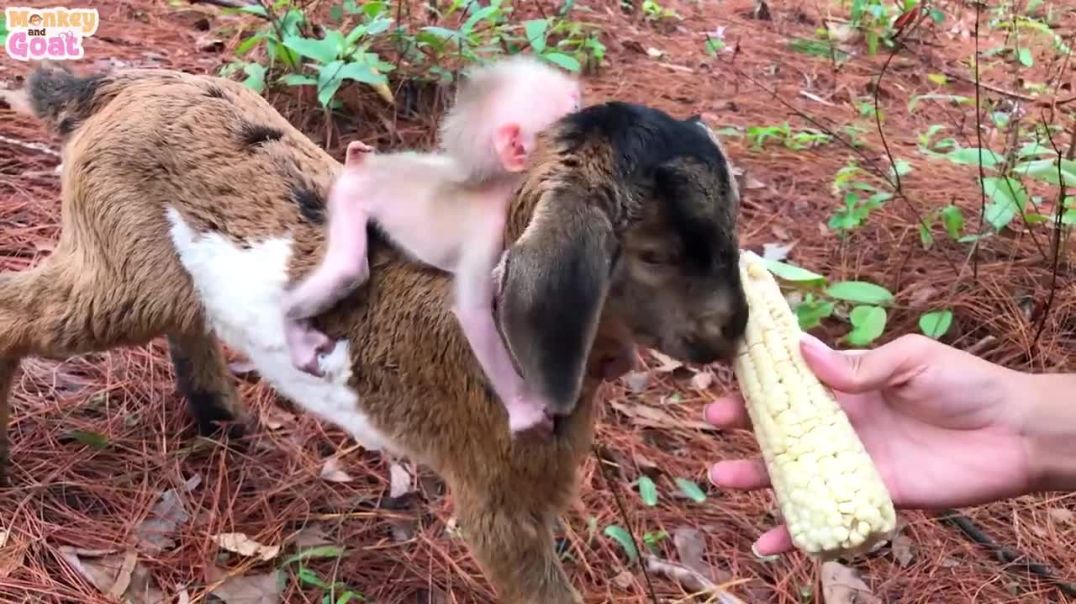 Baby monkey and Goat is very good