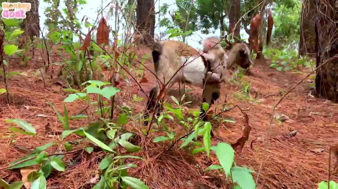 Cute baby monkey teases the goat