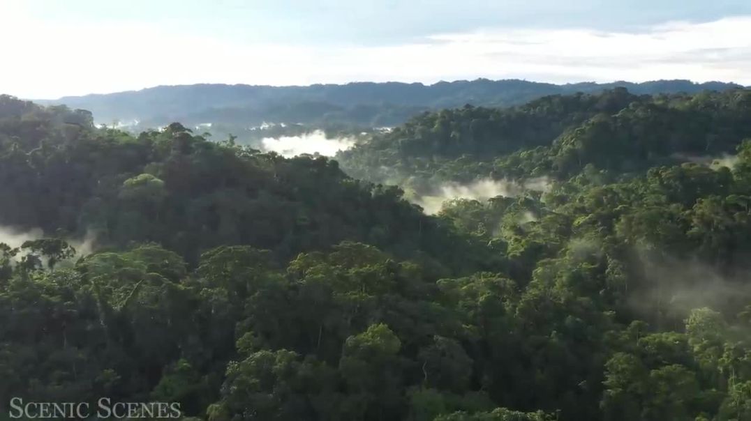 Animals That Call The Jungle Home _ Amazon Rainforest _