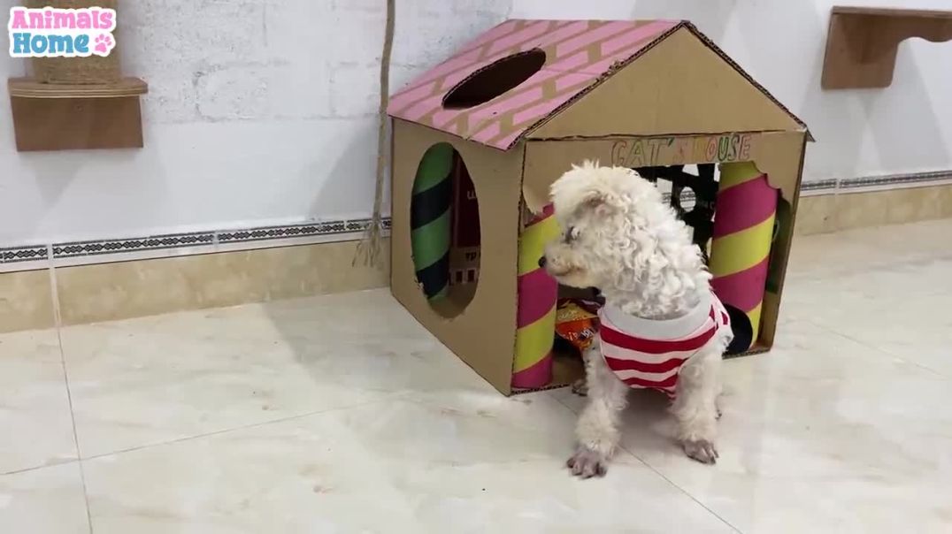 BiBi steals Amee dogs cake
