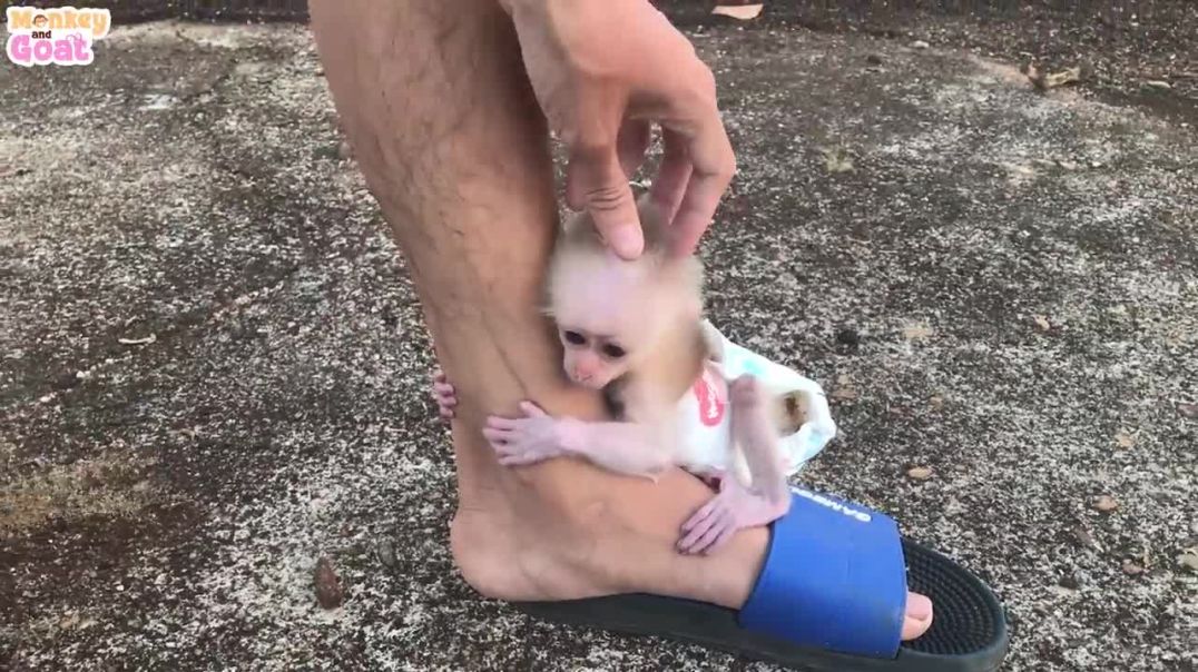 Baby Monkey Sulking