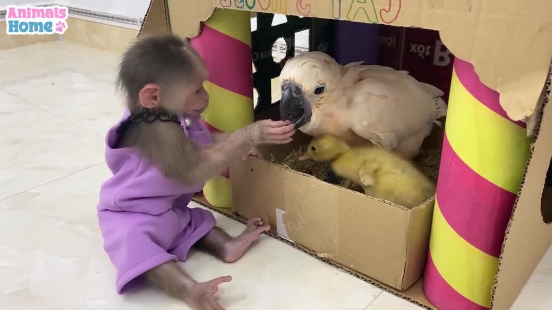 BiBi monkey takes duckling to visit Ody cat