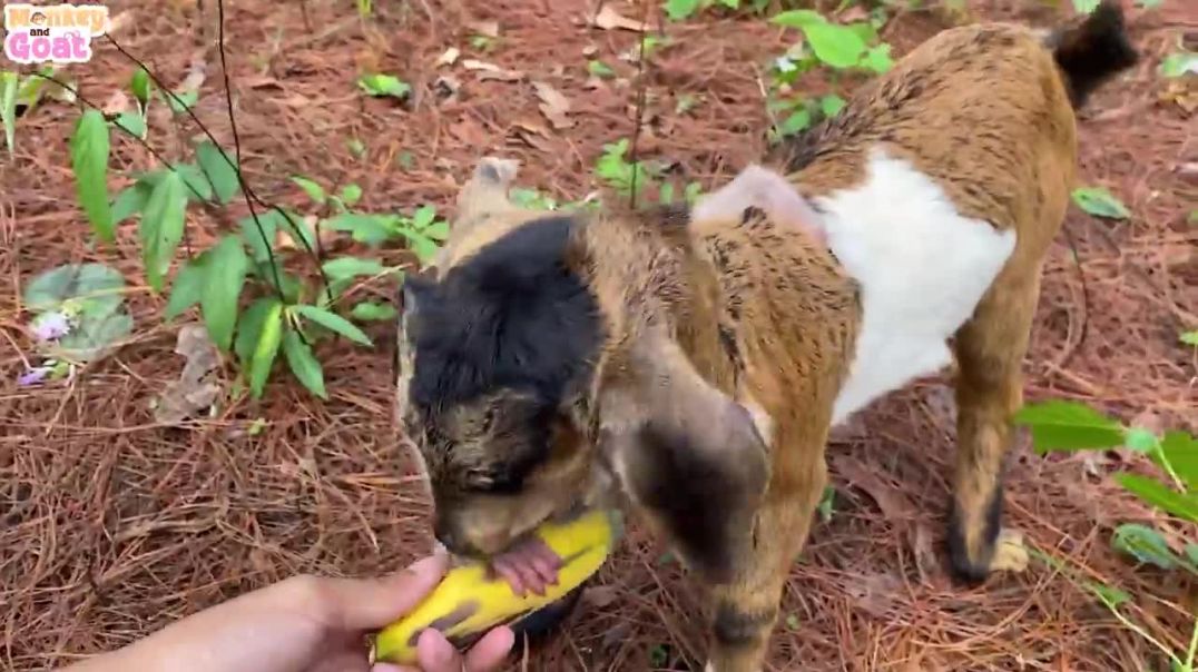 Cute baby monkey learn to eat banana