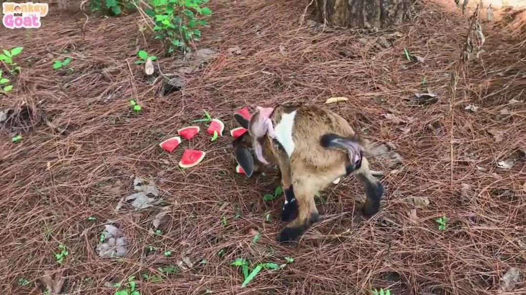 Baby monkey and goat loves watermelon