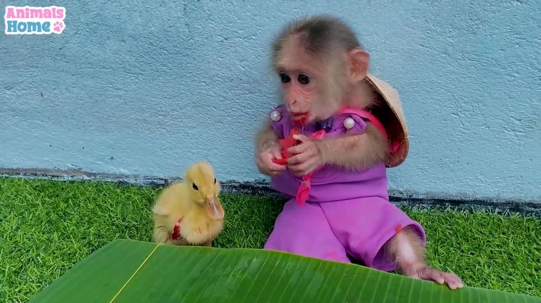 ⁣BiBi takes care of ducklings while dad is away