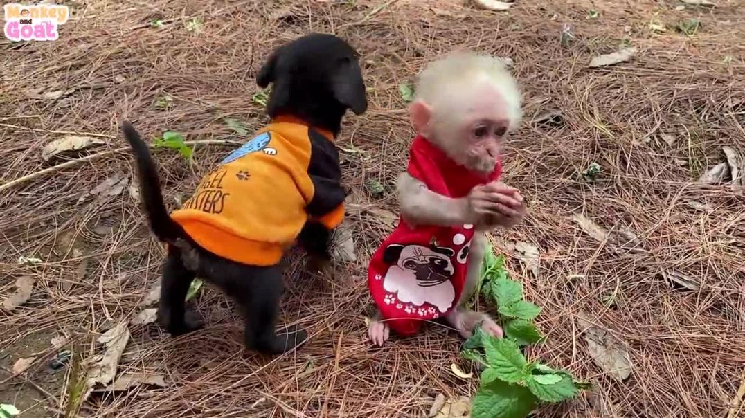 Baby monkey play happily with puppies