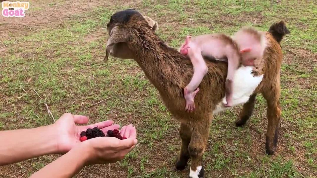 Baby monkey and goat loves mulberry fruit