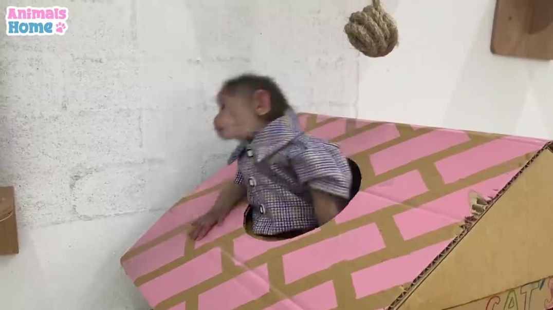 ⁣BiBi monkey has fun playing with puppy and cats