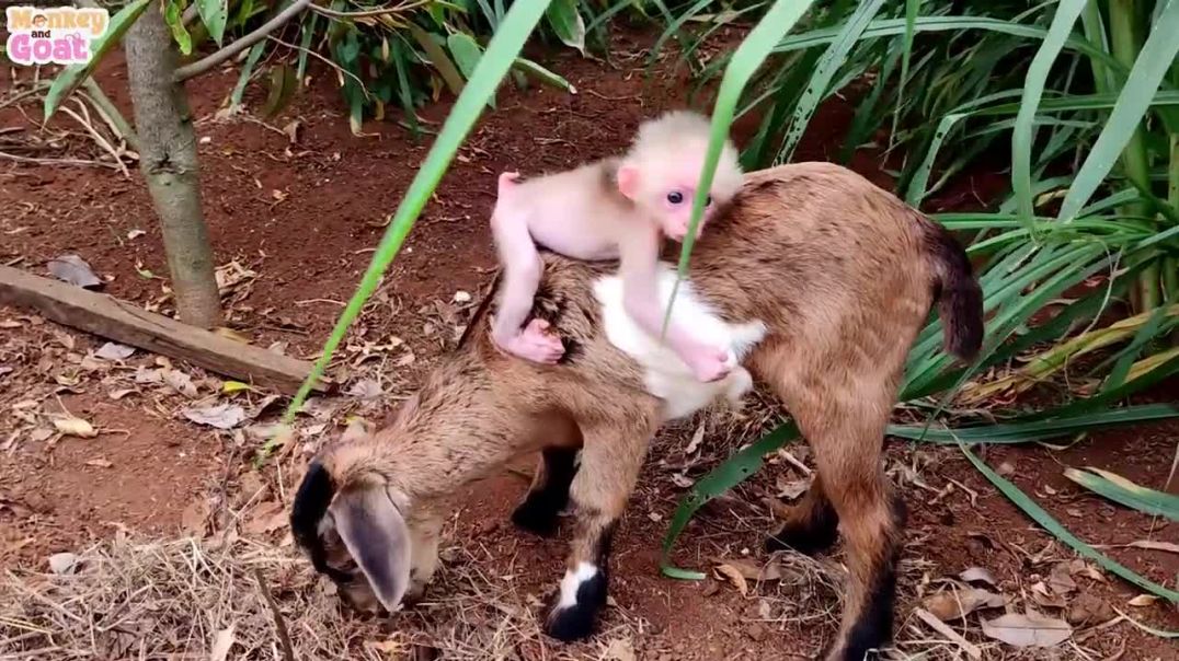 Baby monkey thinks the goat is her dad