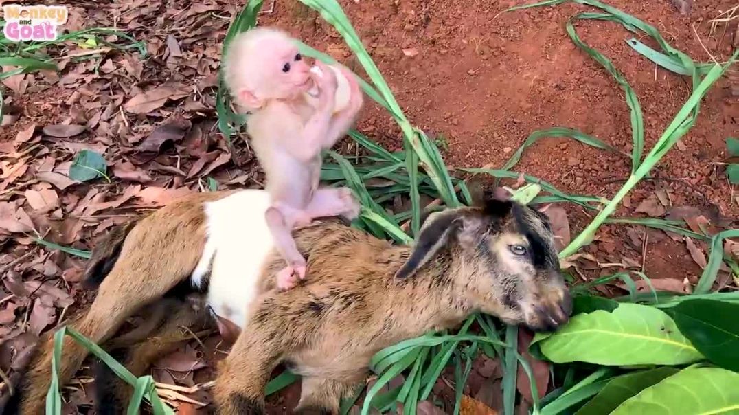 Baby monkey is very scared when goat leaves