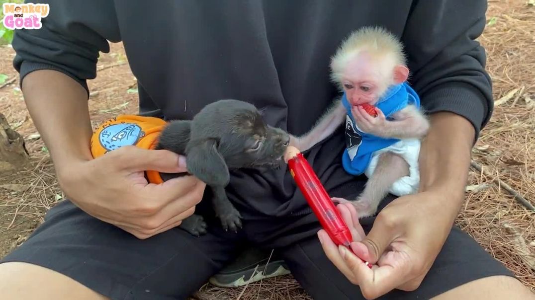 ⁣Cute baby monkey and puppy