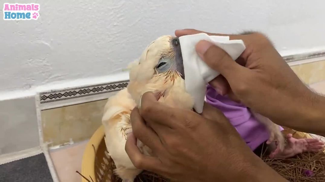 BiBi obedient helps dad feeds baby parrot