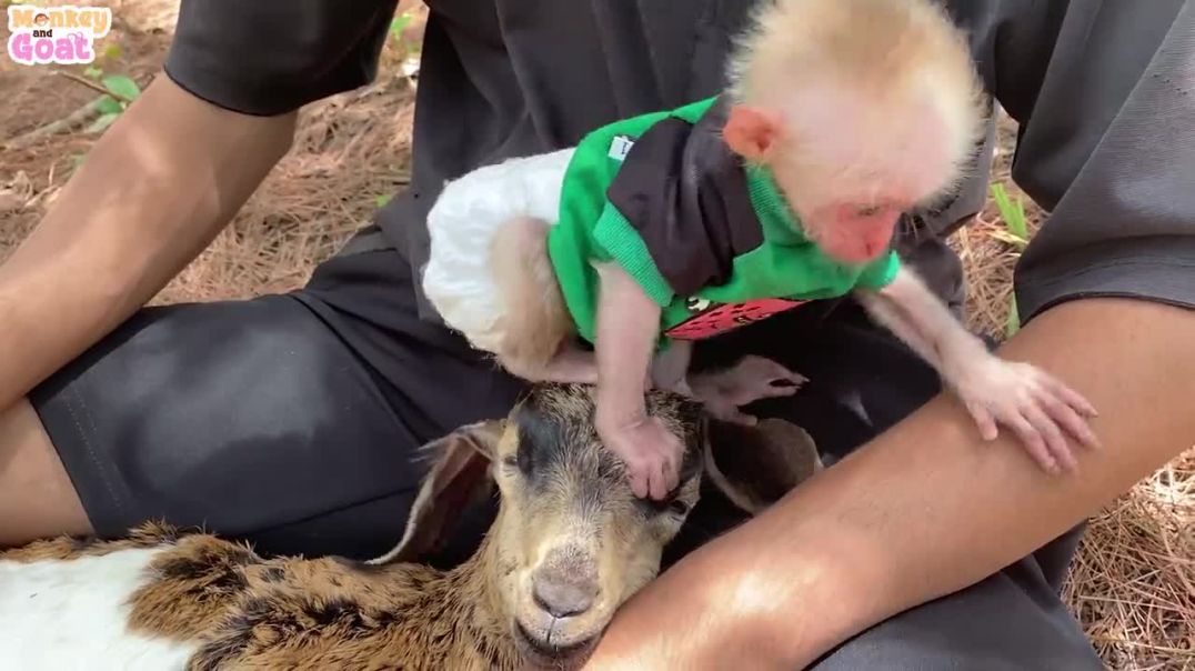 Cute baby monkey lull goat to sleep