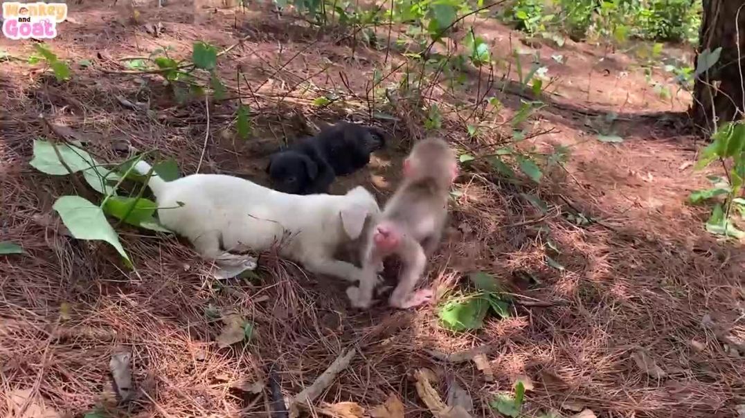 Baby monkey is very happy to play with puppies