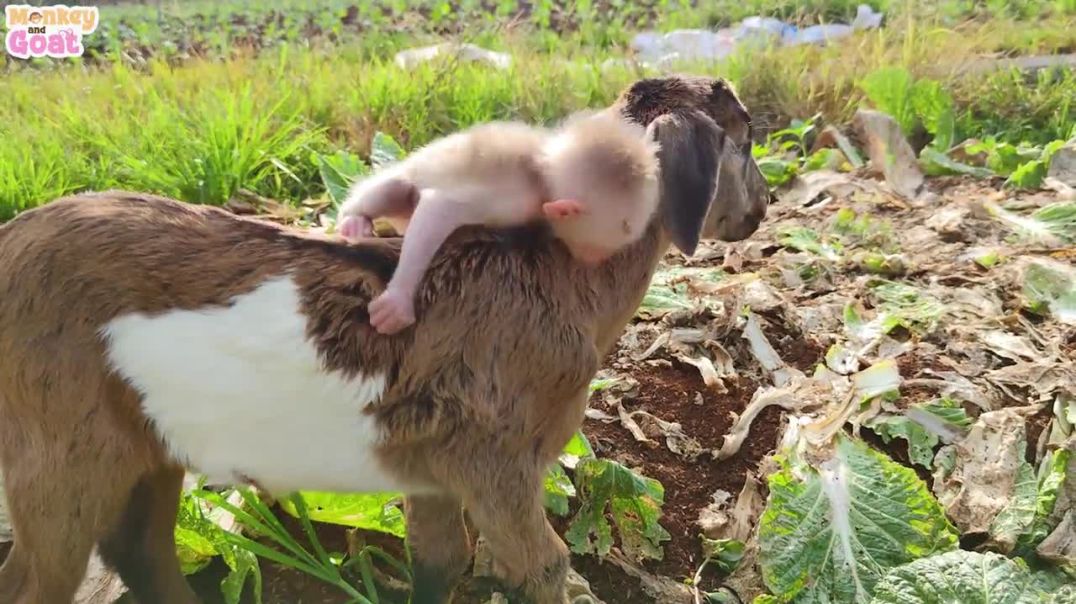 Baby monkey is worried when she doesnt see goat