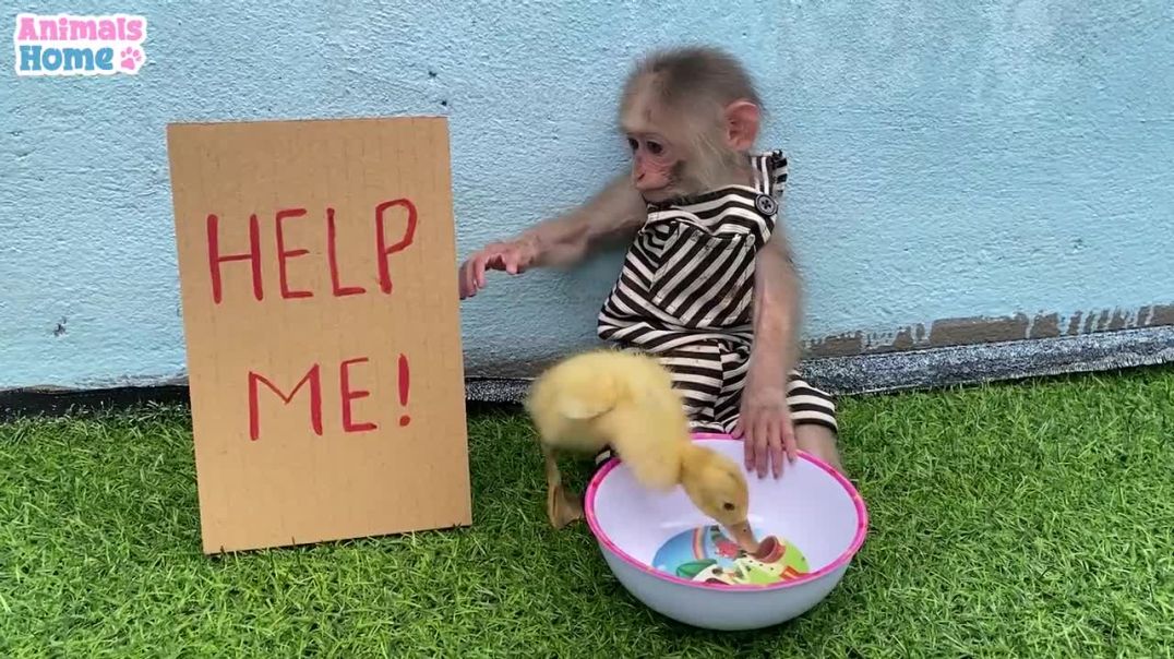 BiBi monkey led duckling away from home