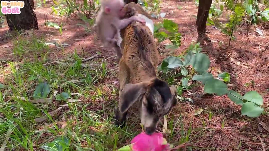 Baby monkey and goat are very smart