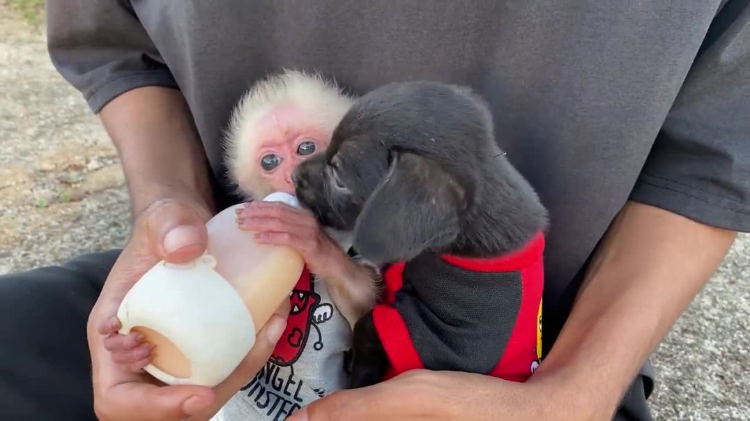 ⁣Baby monkey give milk to puppies