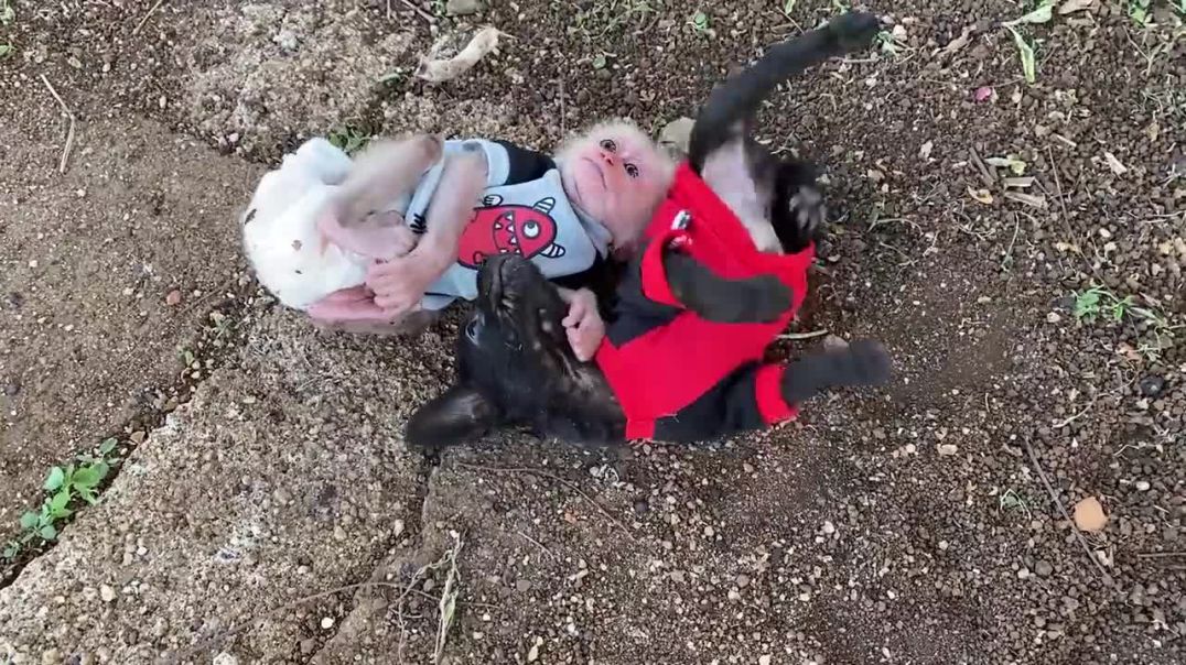 Cute moments of baby monkey and puppies