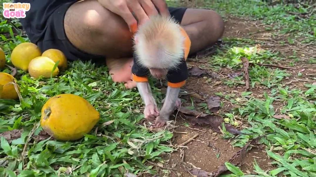 Cute baby monkey playing with puppy