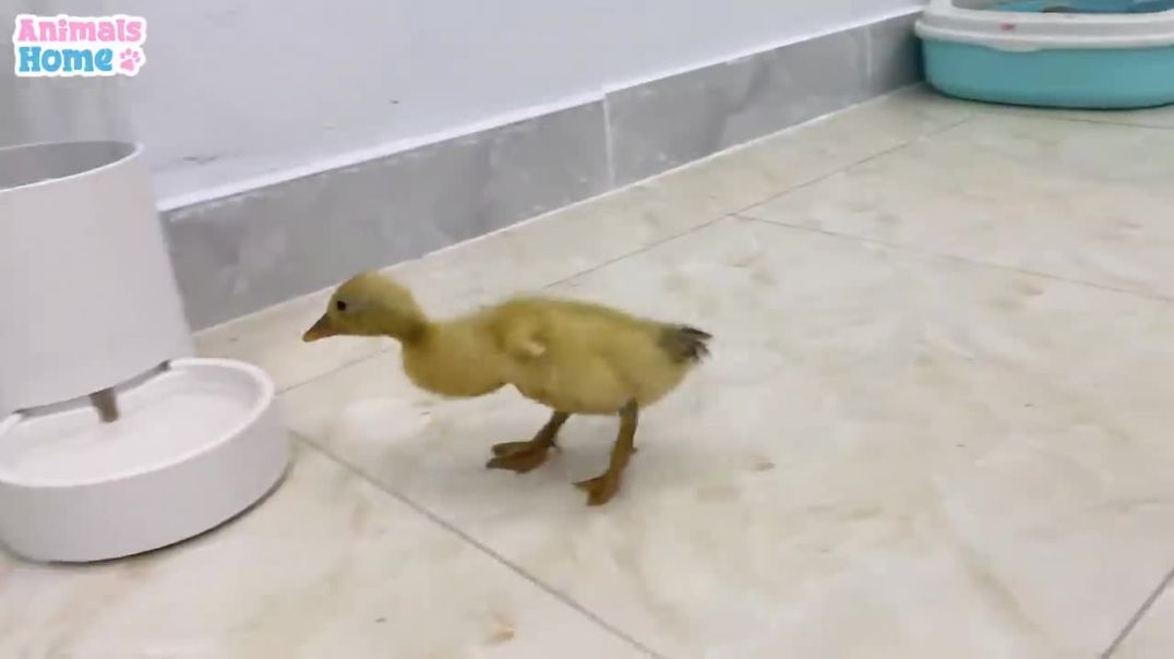 ⁣BiBi obedient helps dad take care of duckling