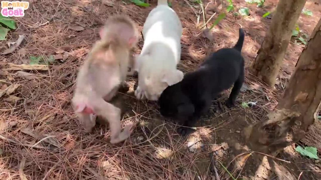 Baby monkey and puppies playing fun