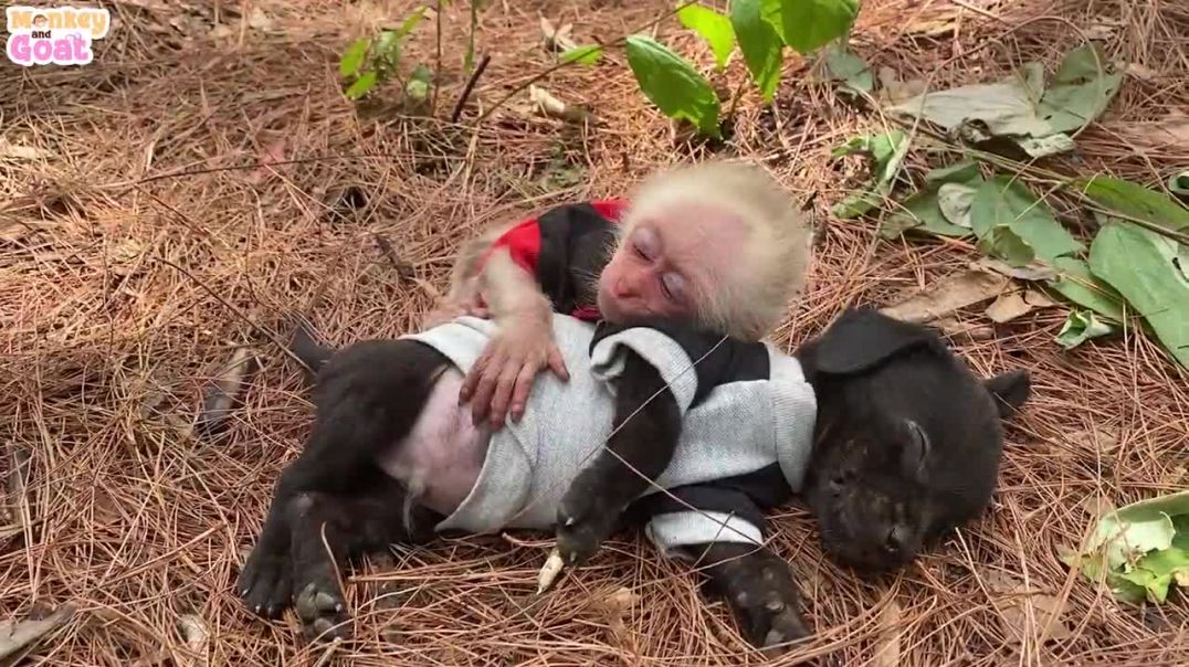 ⁣Baby monkey lull puppy to sleep
