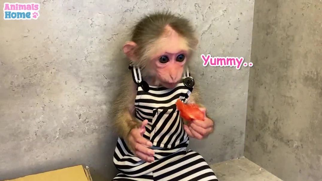 BiBi monkey  steals ducklings watermelon then