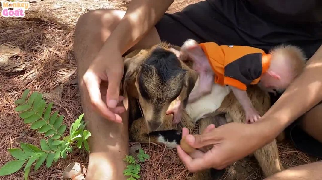 Cute baby monkey and goat