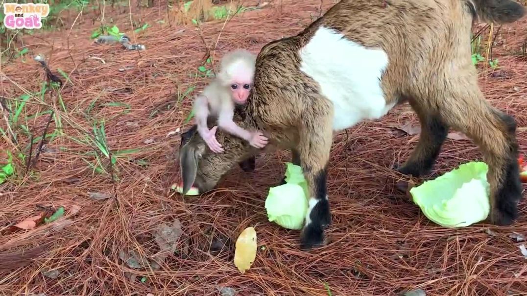 Baby monkey and goat like to eat watermelon or cabbage_