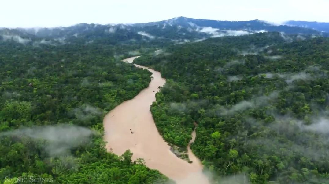 Animals That Call The Jungle Home _ Amazon Rainforest