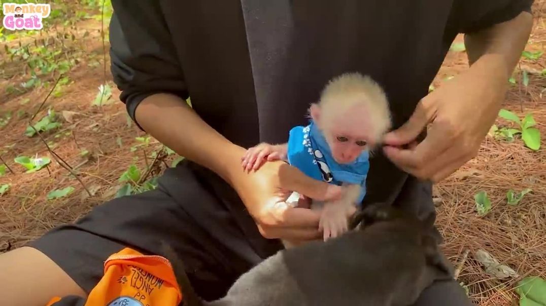 Baby monkey dont like strawberries