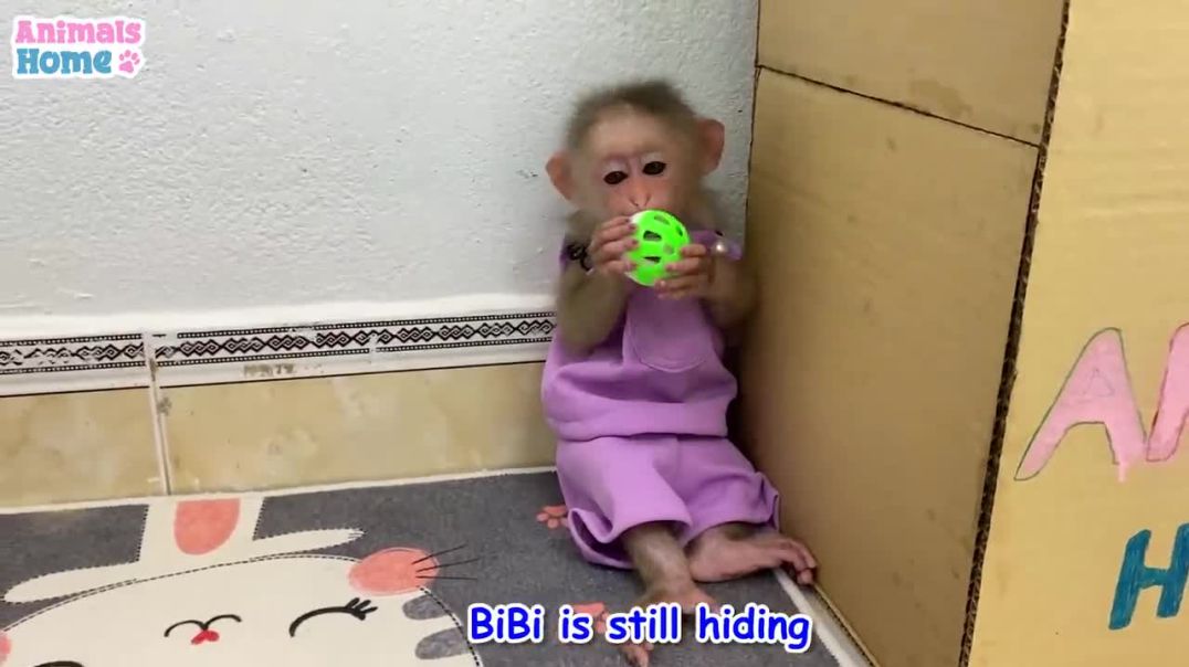 BiBi monkey tries to hide from duckling