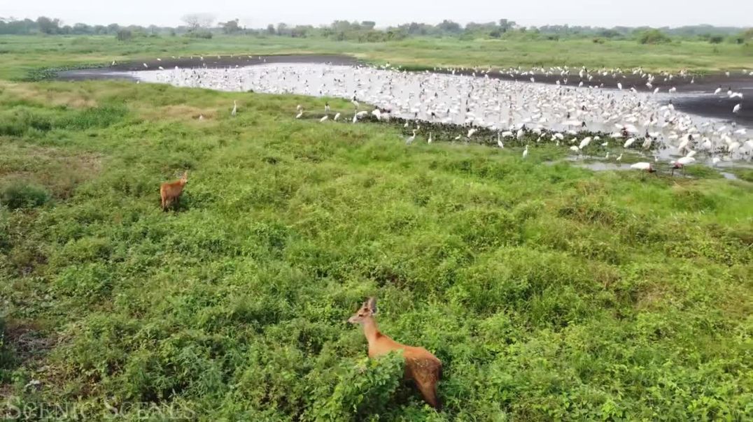 Amazing Scene of Wild Animals In 4K - Scenic Relaxation