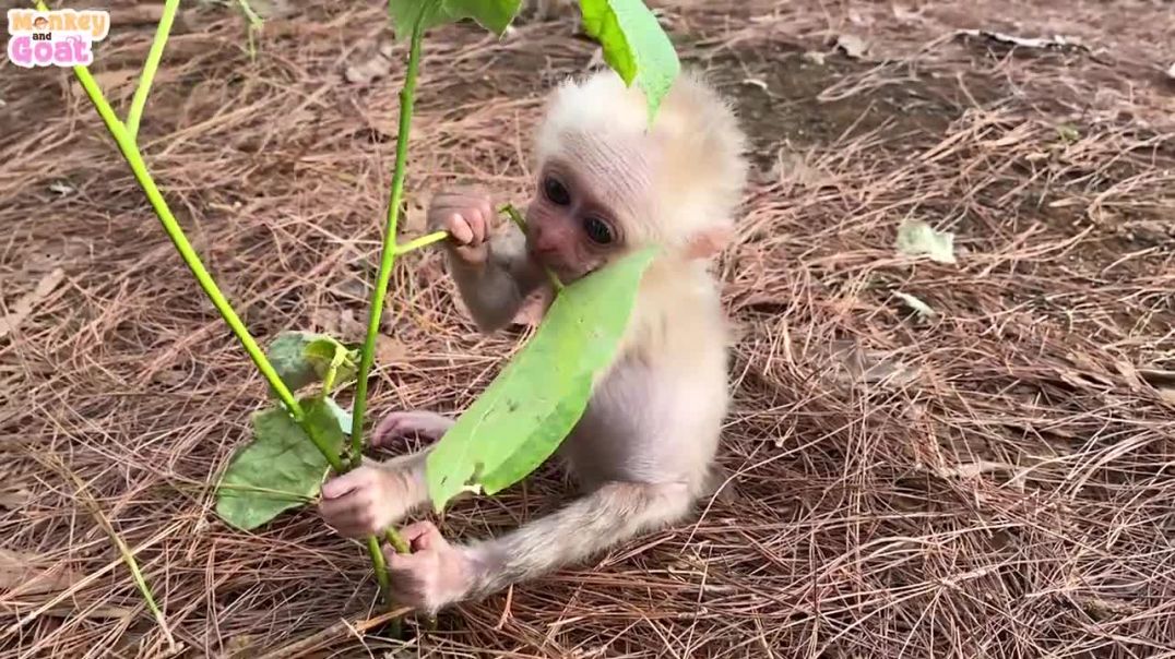 Cute little monkey playing with puppy