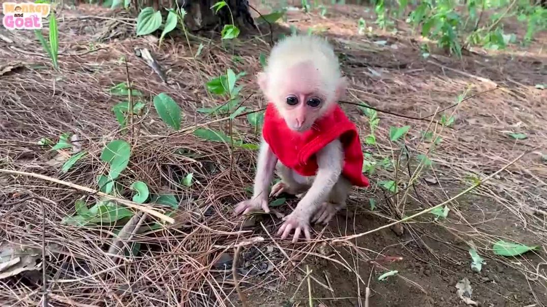 Baby monkey playfully teasing puppies