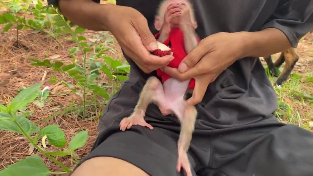 Baby Monkey BiBi loves Goat