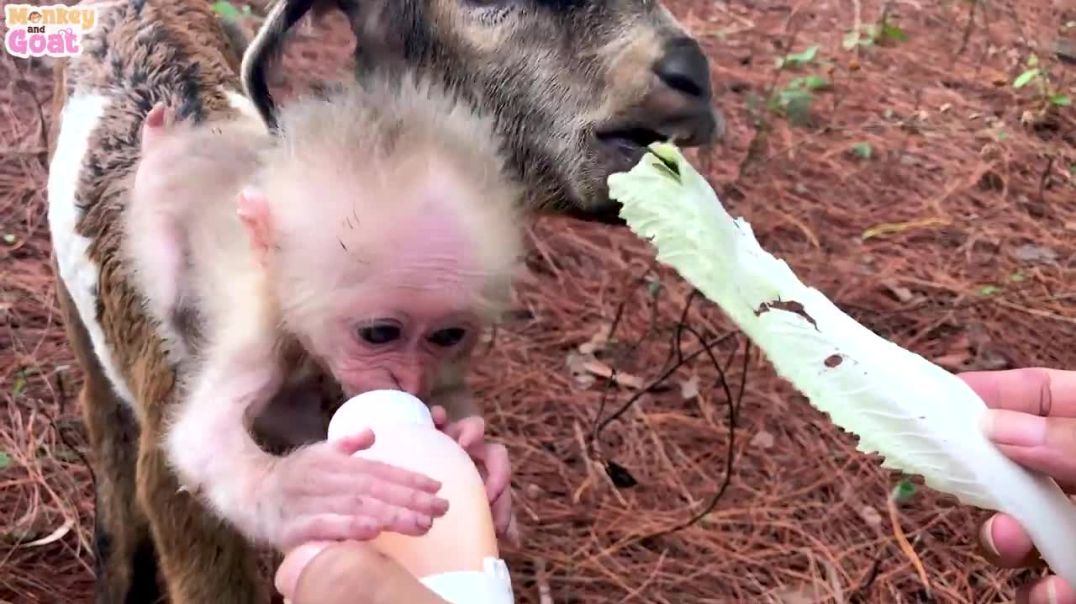 Baby monkey and goat crave milk