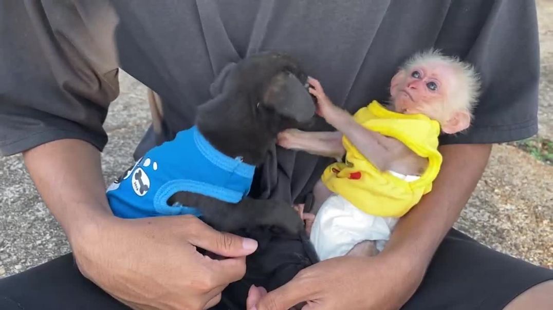 Cute baby monkey and puppies