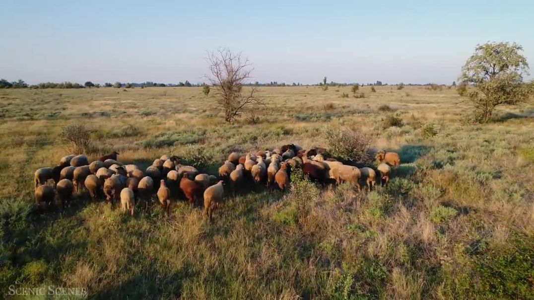Amazing Scene of Wild Animals In 4K - Scenic Relaxation