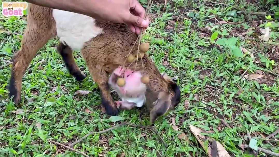 Cute baby monkey and goat scramble fruit