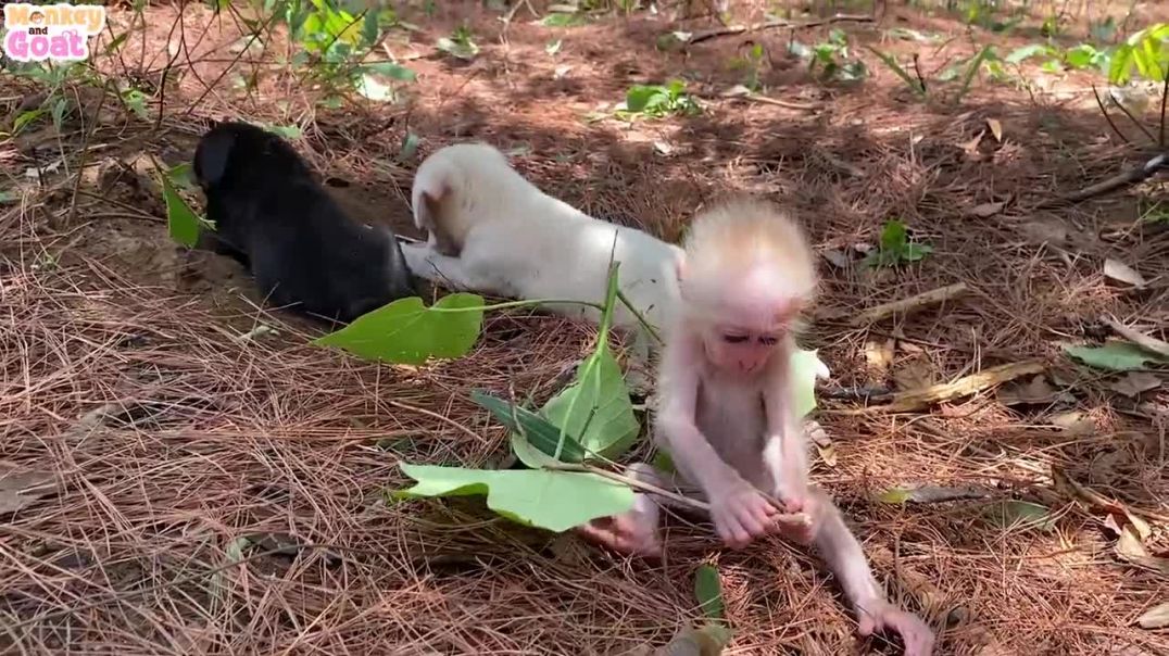 Baby monkey and 2 puppies playfully have fun together