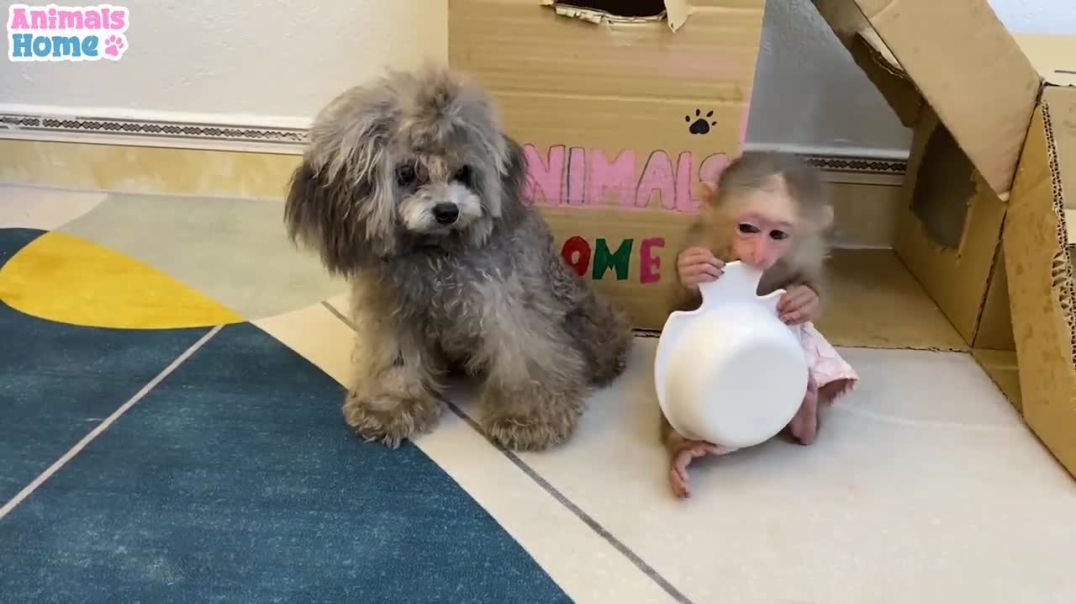 BiBi plays happily with Bingo dog