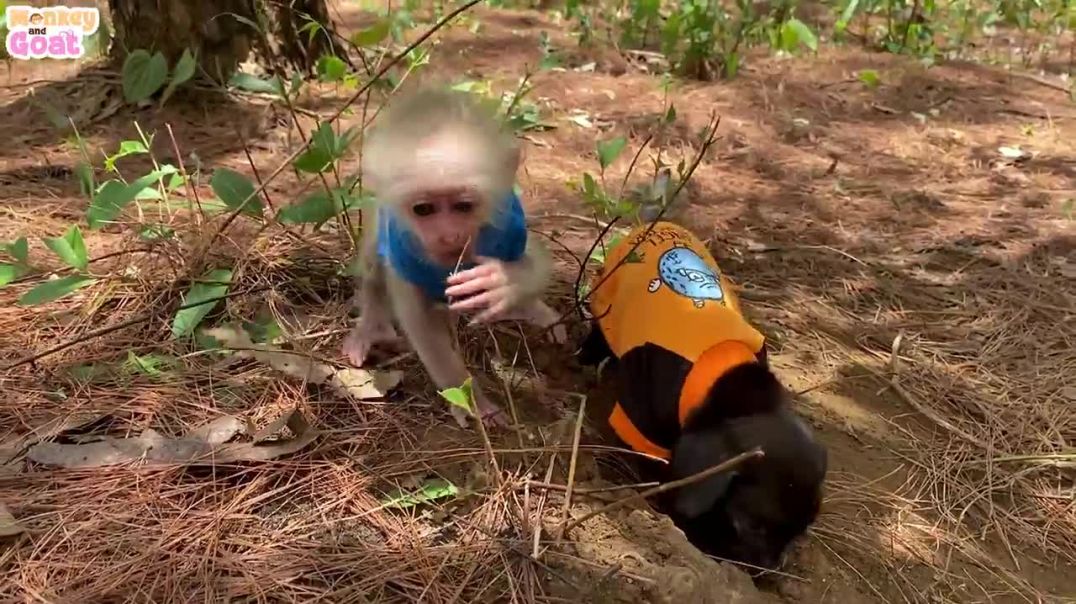 Cute Moments of Baby Monkey and Puppies
