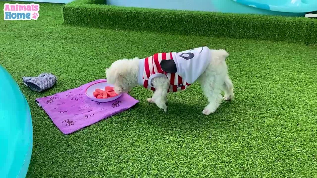 Amee dog steals BiBi clothes