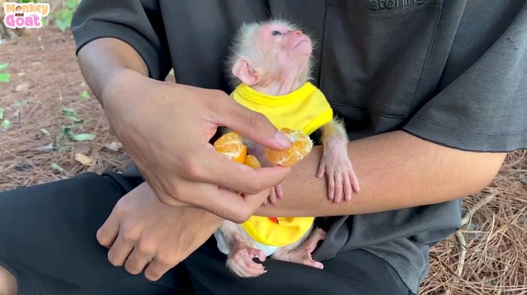 How to soothe a sulky baby monkey_